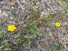 Potentilla hickmanii