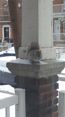 Sciurus carolinensis