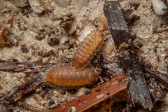 Armadilloniscus ellipticus