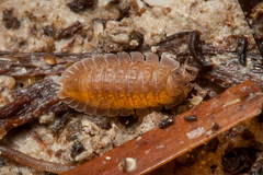 Armadilloniscus ellipticus