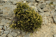 Veronica tetrasticha