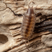 Culebra Seashore Woodlouse - Photo (c) Eric C. Maxwell, some rights reserved (CC BY-NC), uploaded by Eric C. Maxwell
