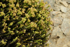 Veronica tetrasticha