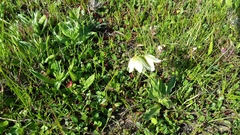 Fritillaria liliacea
