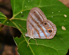 Chloreuptychia chlorimene