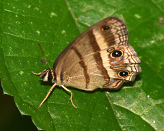 Cissia proba