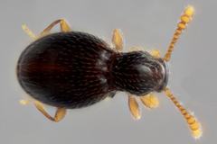 Brachycepsis
