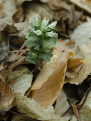 Obolaria virginica