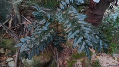 Meliaceae