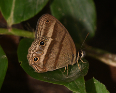 Cissia proba