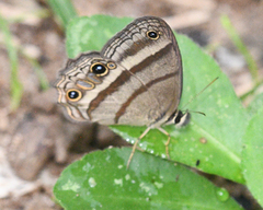 Cissia proba