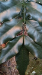 Meliaceae