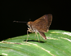 Cobalopsis nero