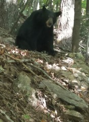 Ursus americanus