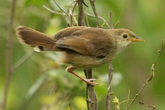 Cisticola woosnami