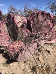 Opuntia azurea