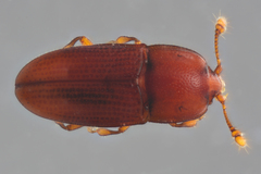 Philothermus stephani