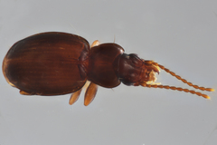 Trechus plottbalsamensis