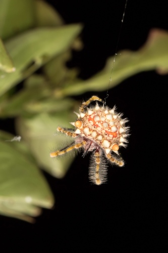 Longleg Bolas Spider