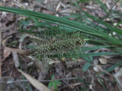 Carex erinacea