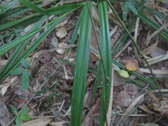 Carex erinacea