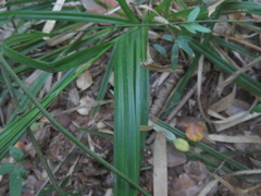 Carex erinacea