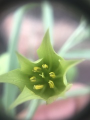 Gloriosa rigidifolia