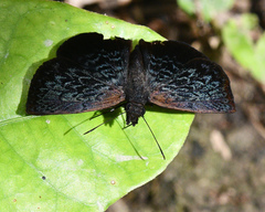 Cycloglypha enega