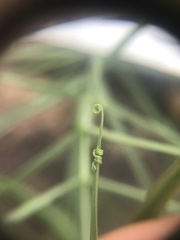 Gloriosa rigidifolia