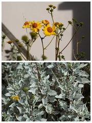 Encelia farinosa