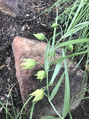 Gloriosa rigidifolia