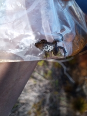 Cacosternum australis