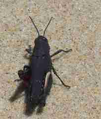 Cirphula pyrrhocnemis