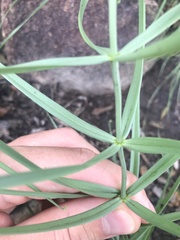 Gloriosa rigidifolia