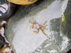 Halicarcinus planatus