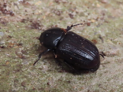 Semanopterus