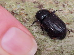 Semanopterus
