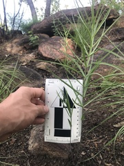 Gloriosa rigidifolia
