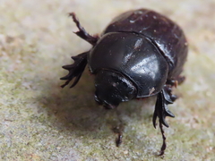 Semanopterus