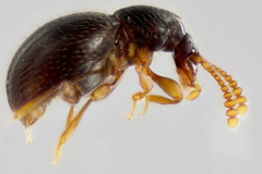 Brachycepsis