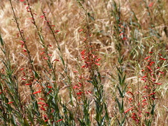 Penstemon centranthifolius