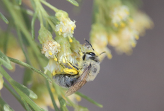 Colletinae