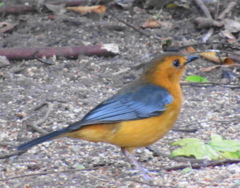 Cossypha natalensis natalensis