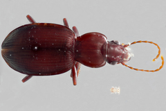 Gastrellarius honestus