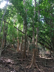 Pimenta racemosa