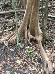 Pimenta racemosa