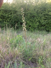 Yucca arkansana