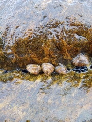 Siphonaria lessonii