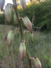 Yucca arkansana