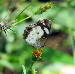 Janatella leucodesma